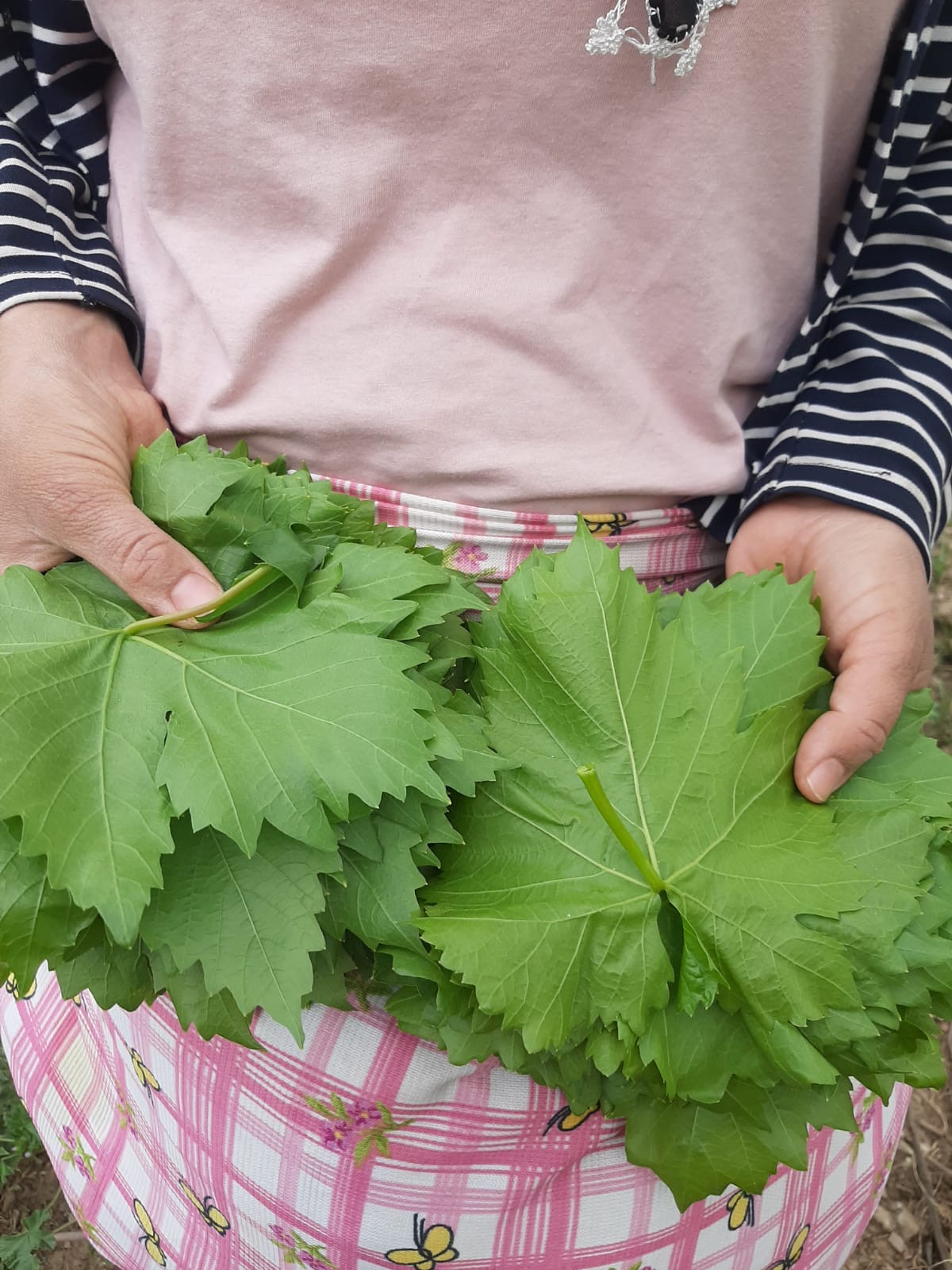 Kuru basım 5 kg bidon