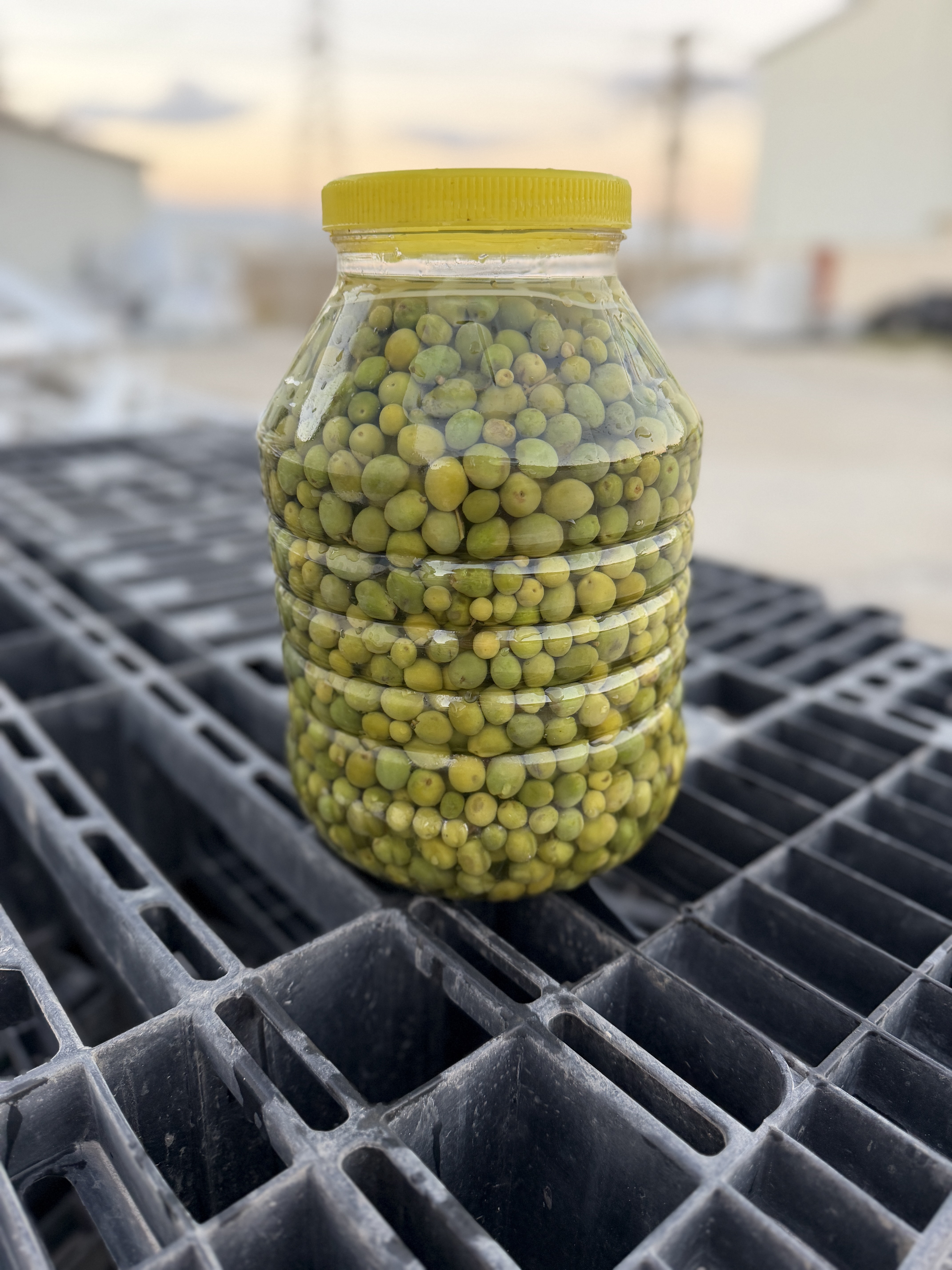 Halhalı zeytin 5 kg
